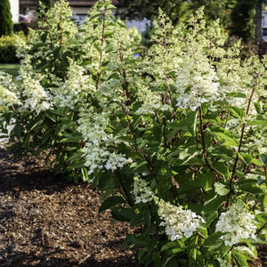 FLARE Panicle Hydrangea shrub, front view