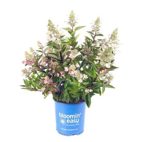 FLARE Panicle Hydrangea shrub, detail view