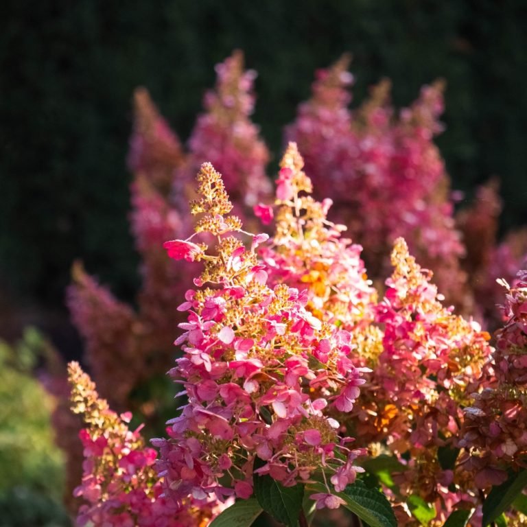 FLARE Panicle Hydrangea shrub, lifestyle view