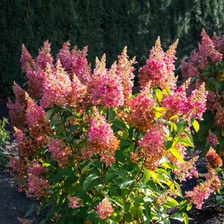FLARE Panicle Hydrangea shrub, close-up