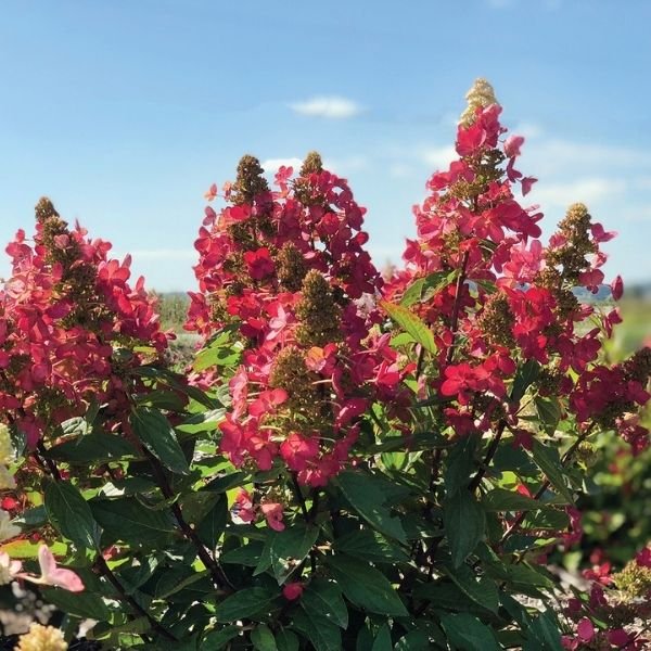 FLARE&trade; Panicle Hydrangea - Nature Hills Nursery - #2 Container - 
