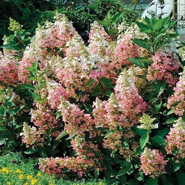FLARE&trade; Panicle Hydrangea - Nature Hills Nursery - #2 Container - 