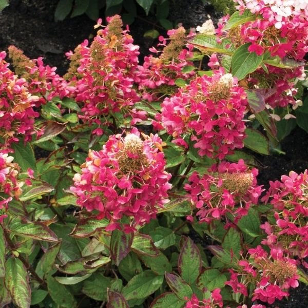 FLARE&trade; Panicle Hydrangea - Nature Hills Nursery - #2 Container - 