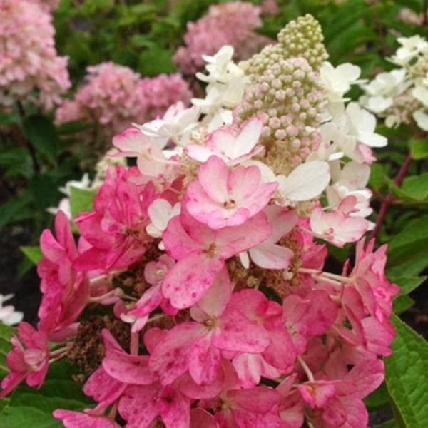 FLARE&trade; Panicle Hydrangea - Nature Hills Nursery - #2 Container - 