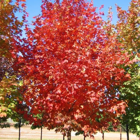 Flashfire&reg; Sugar Maple Tree - Nature Hills Nursery - #20 Container 8 - 10 Feet - 