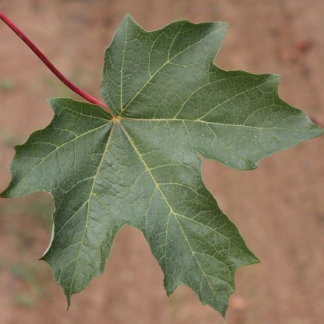 Flashfire&reg; Sugar Maple Tree - Nature Hills Nursery - #20 Container 8 - 10 Feet - 