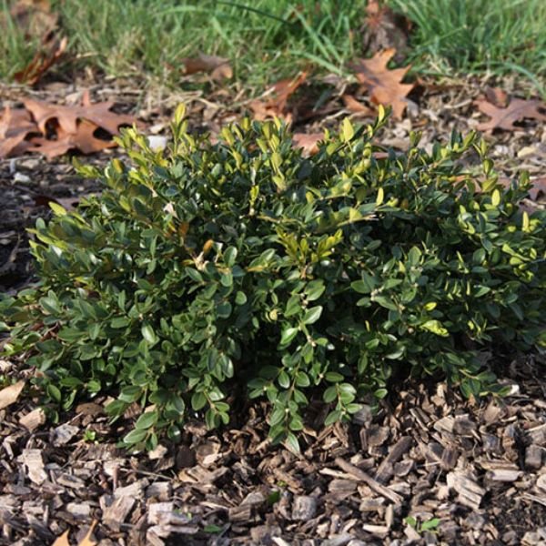 Flat-tery Boxwood shrub with dense dark green foliage growing low and wide over wood chip mulch.