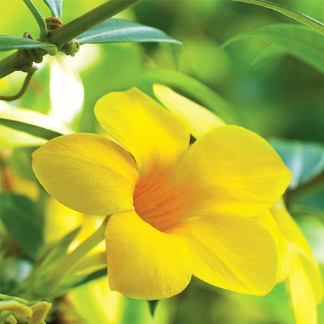 Flava Trumpet Vine - Nature Hills Nursery - Bareroot - 