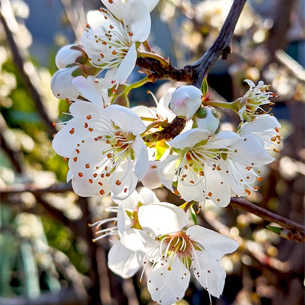 Flavor Queen Pluot Tree - Nature Hills Nursery - #3 Container - 