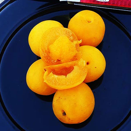 Flavorella Plumcot Tree - Nature Hills Nursery - #3 Container - 