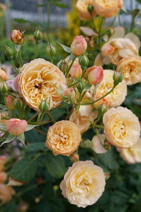 Flavorette Honey-Apricot Rose shrub, close-up