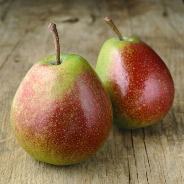 Flemish Beauty European Pear