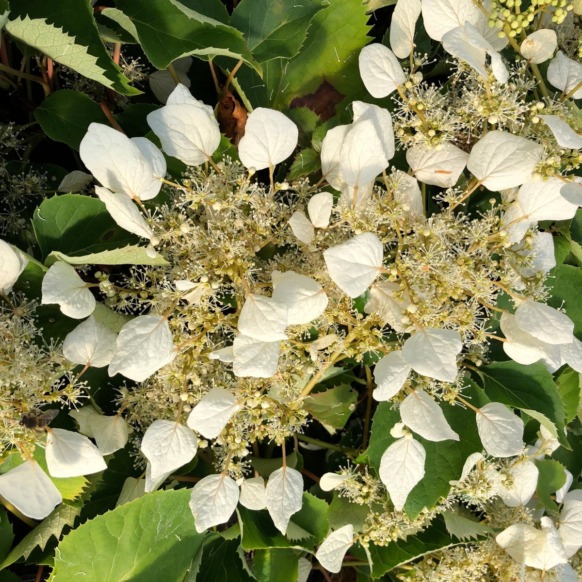 Flirty Girl False Hydrangea Vine | Fragrant Climbing Bloomer | Nature Hills