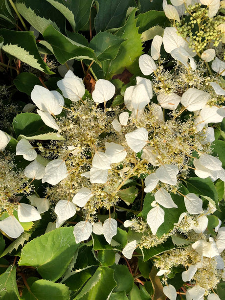 Flirty Girl False Hydrangea Vine shrub, front view