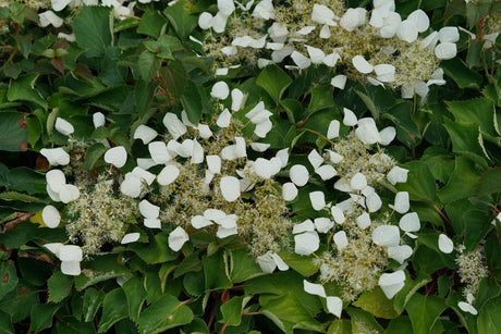Flirty Girl False Hydrangea Vine shrub, side view