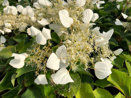 Flirty Girl False Hydrangea Vine shrub, detail view
