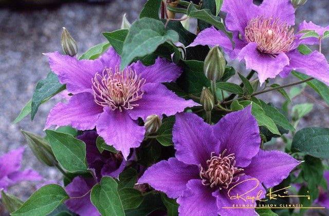 Flora™ Bijou™ Clematis