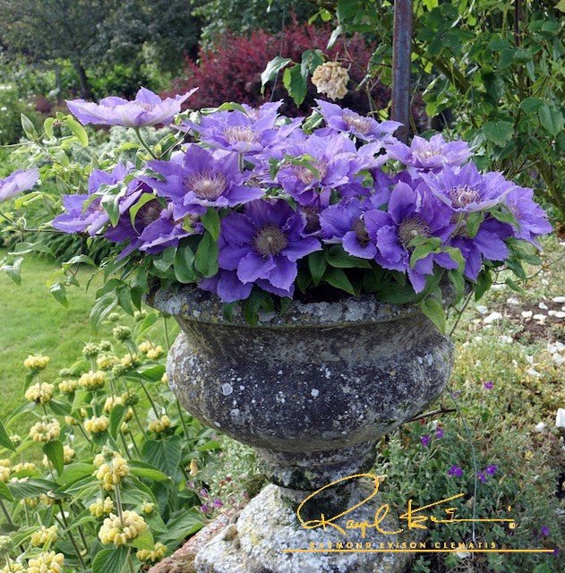 Flora™ Bijou™ Clematis