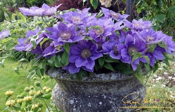 Flora™ Bijou™ Clematis