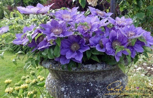 Flora™ Bijou™ Clematis