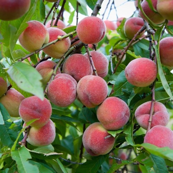 Florida Prince Peach Tree - Nature Hills Nursery - Paper Pot 4 - 5 Feet - 