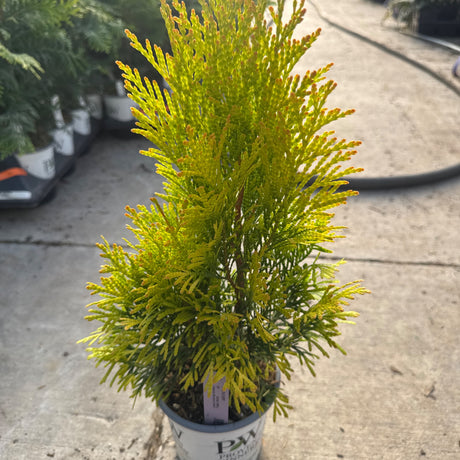 A vibrant yellow-green Fluffy Western Arborvitae in a white pot, displaying