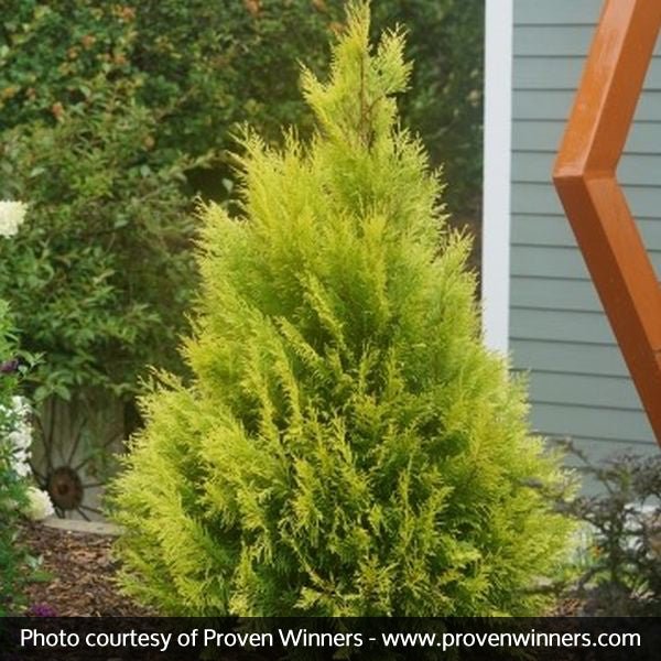 Fluffly Tree Fluffy® Western Arborvitae | Buy at NatureHills.com