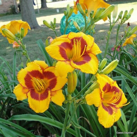 Fooled Me Daylily - Perennial - Nature Hills Nursery - 1 Container - 