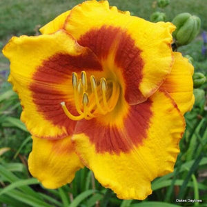 Fooled Me Daylily - Perennial - Nature Hills Nursery - 1 Container - 