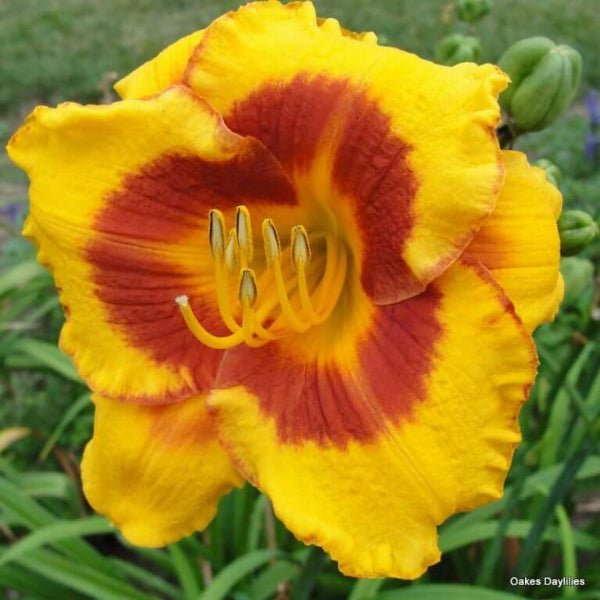 Fooled Me Daylily - Perennial - Nature Hills Nursery - 1 Container - 