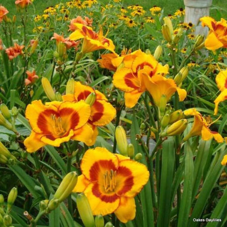 Fooled Me Daylily - Perennial - Nature Hills Nursery - 1 Container - 