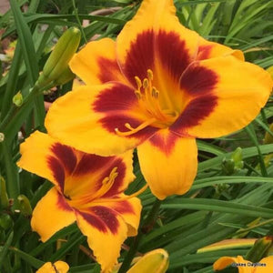 Fooled Me Daylily - Perennial - Nature Hills Nursery - 1 Container - 