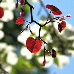 Close-up of purple, red cercis flowers on Forest Pansy Redbud Tree blooming in early spring.