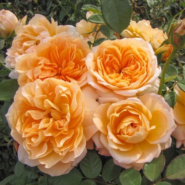 Forever Amber&trade; Floribunda Rose - Nature Hills Nursery - #2 Container - 