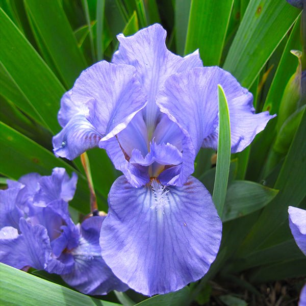 Forever Blue Dwarf Tall Bearded Iris - Nature Hills Nursery - Bare Root Iris - 
