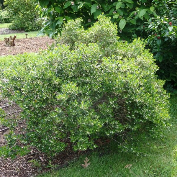 Forever Emerald™ Inkberry | Buy at NatureHills.com