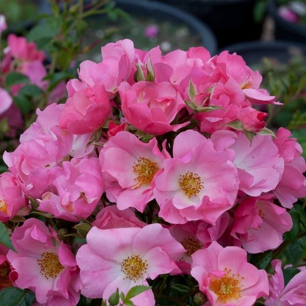 Forever & Ever&reg; Pink Shrub Rose - Nature Hills Nursery - #2 Container - 
