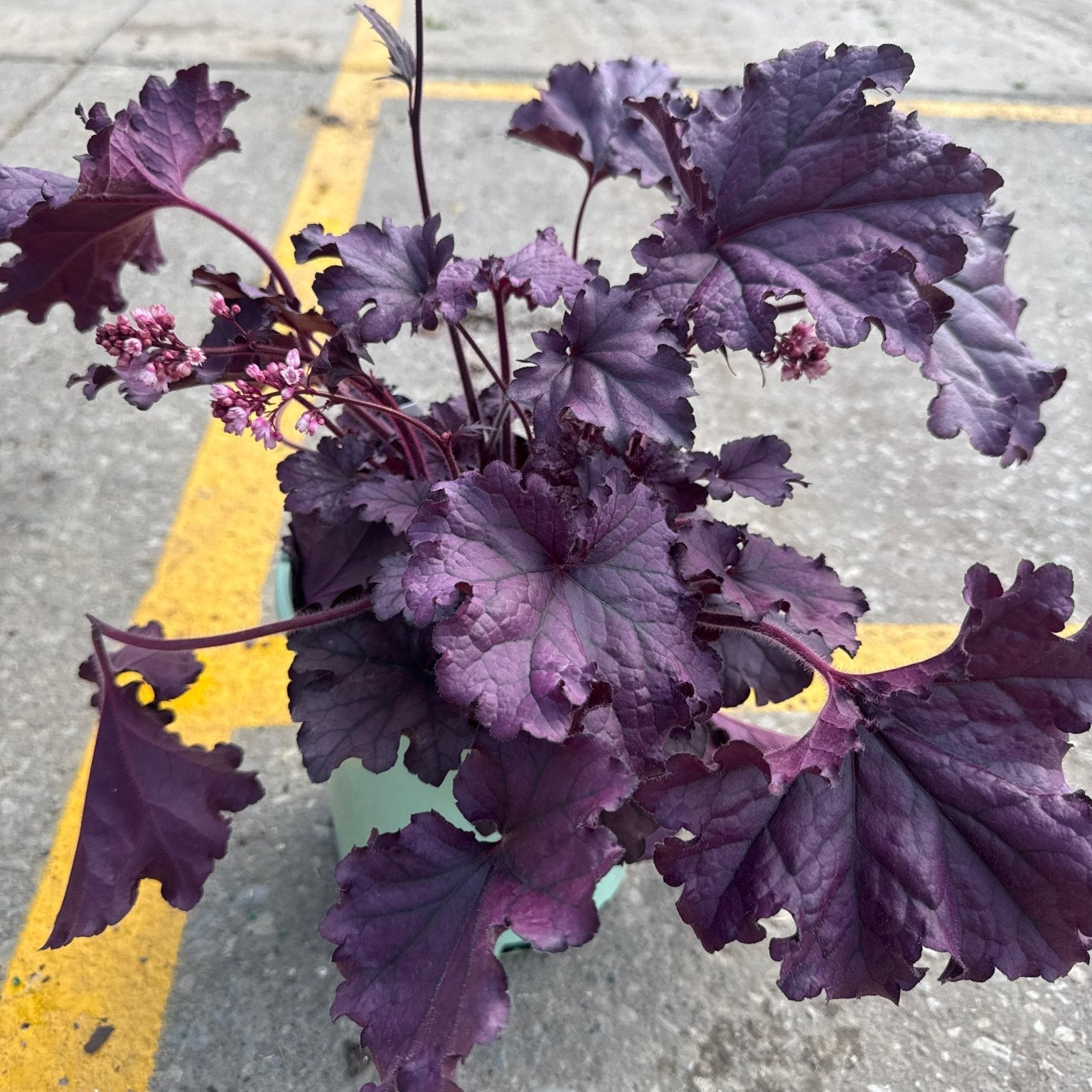 Forever Purple Coral Bells displays deep purple foliage with ruffled leaf margins and delicate pink flower spikes in a container setting on pavement.