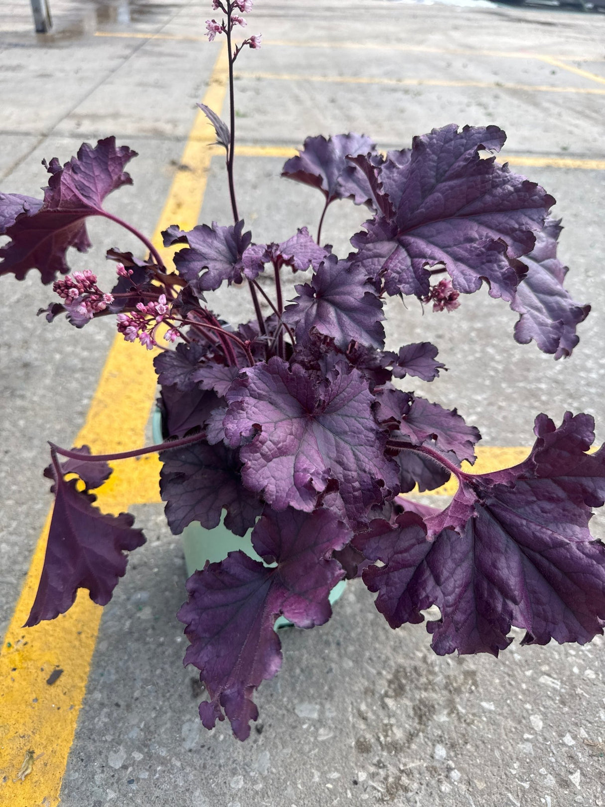 Forever Purple Coral Bells displays deep purple foliage with ruffled leaf margins and delicate pink flower spikes in a container setting on pavement.