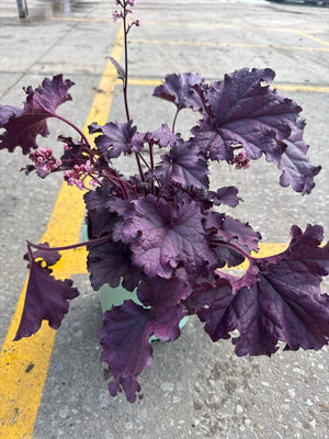 Forever Purple Coral Bells displays deep purple foliage with ruffled leaf margins and delicate pink flower spikes in a container setting on pavement.