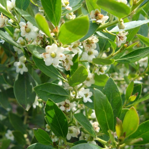 Forever Emerald™ Inkberry Close up Blooms