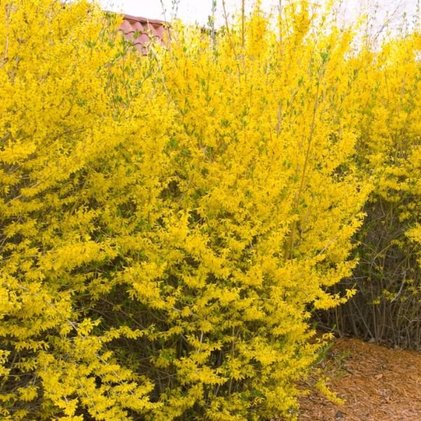 Close-up of yellow forsythia flowers on Lynwood Gold Forsythia blooming in early spring.