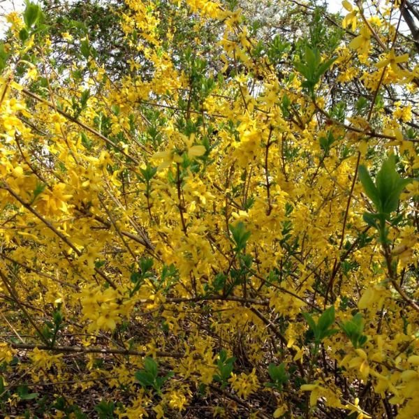 Deciduous foliage of Lynwood Gold Forsythia (Forsythia 'Lynwood') in a garden setting.