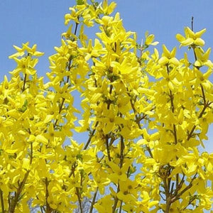 Lynwood Gold Forsythia (Forsythia 'Lynwood') growing in a garden landscape, showing mature shrub form.