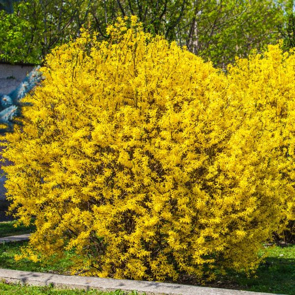 Lynwood Gold Forsythia (Forsythia 'Lynwood'), a shrub featuring yellow flowers and deciduous.