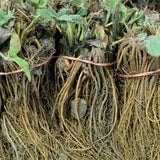 Fort Laramie Everbearing Strawberry Plant Bareroot