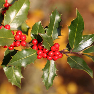 Foster's Holly - Nature Hills Nursery - #2 Container - 