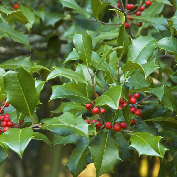 Fosters Holly foliage