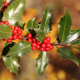 Foster's Holly berries