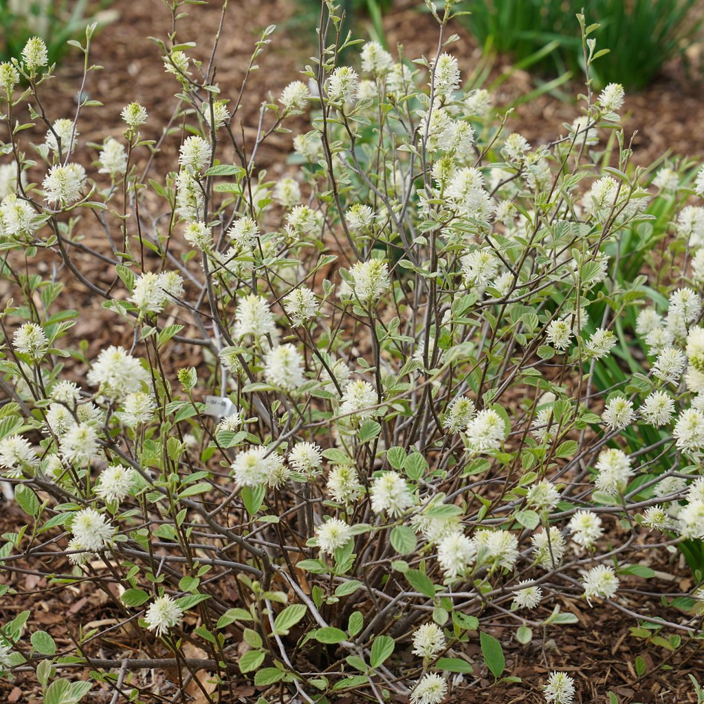 Proven Winners® Legend of the Small® Fothergilla